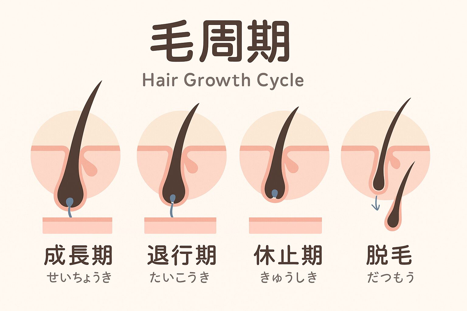 毛周期の図。成長期・退行期・休止期の特徴と割合を示したイラスト